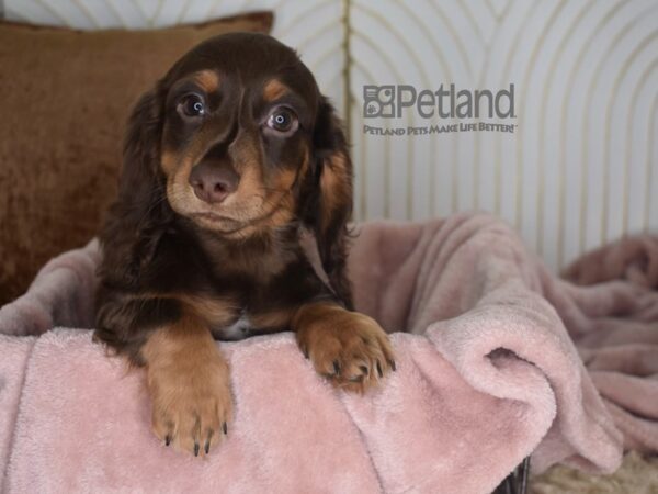 Dachshund-Dog-Male-Chocolate & Tan, Long Haired-906-Petland Independence, Missouri