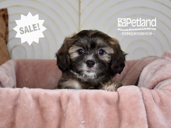 Lhasa Poo Dog Female Golden Black Tips 5722 Petland Independence, Missouri