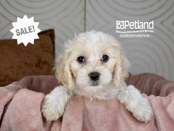 Cockapoo Dog Female Cream 5710 Petland Independence, Missouri