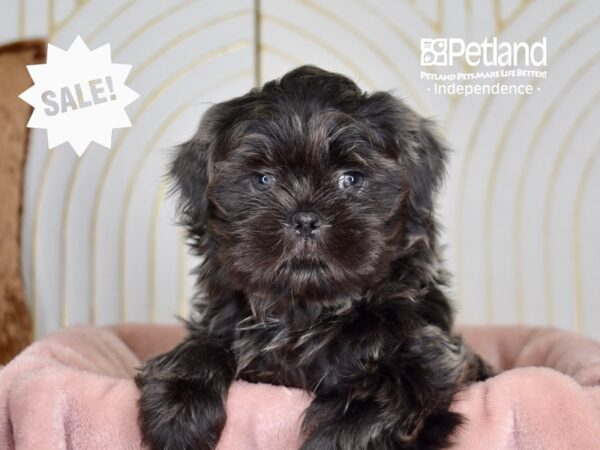 Shih Tzu Dog Male Blue 5714 Petland Independence, Missouri