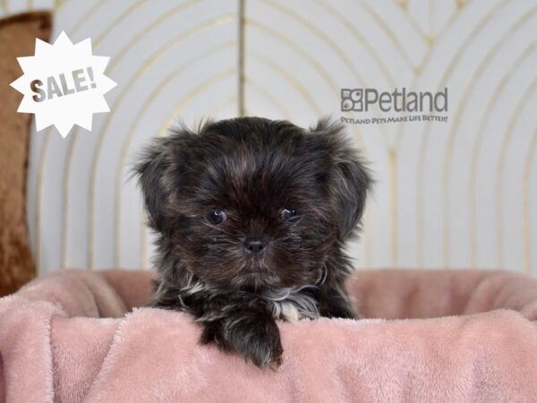 Shih Tzu Dog Female Blue 847 Petland Independence, Missouri