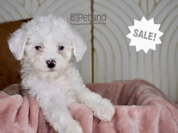 Miniature Poodle Dog Female White 834 Petland Independence, Missouri