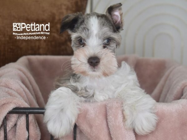 Miniature Schnauzer-Dog-Male-Chocolate Merle-5845-Petland Independence, Missouri
