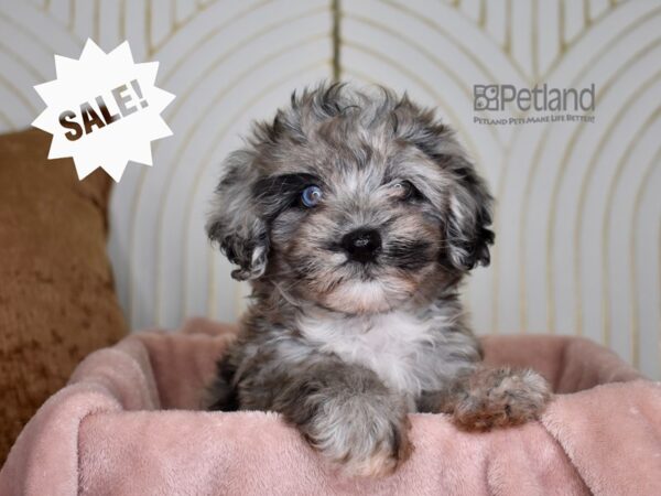 Havapoo-Dog-Female-Blue Merle-875-Petland Independence, Missouri