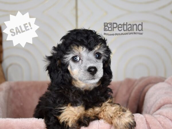 Miniature Poodle Dog Female Black& tan 855 Petland Independence, Missouri