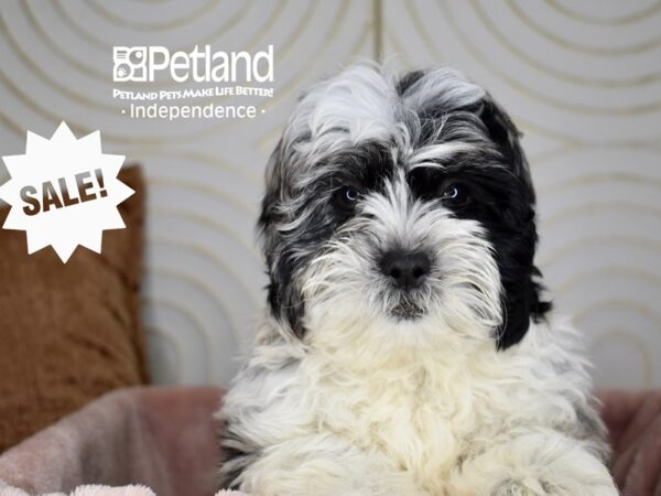 Shihpoo-Dog-Male-Blue Merle Parti-5731-Petland Independence & Lee's Summit, MO