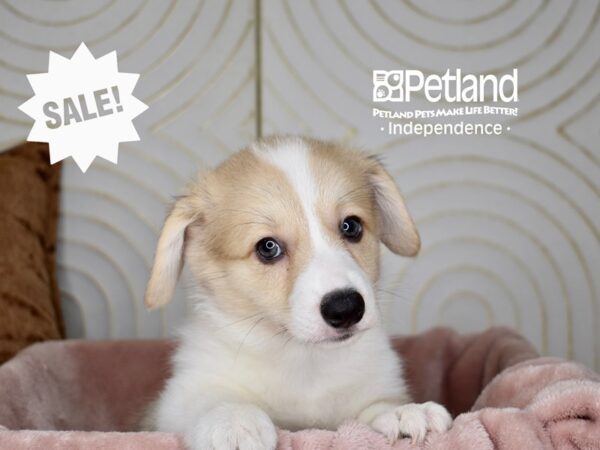 Pembroke Welsh Corgi-Dog-Female-Cream White Markings-5727-Petland Independence, Missouri