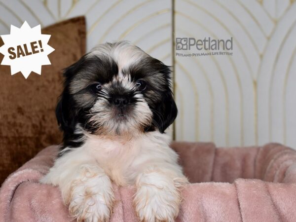 Shih Tzu Dog Male Gold, White, & Black 876 Petland Independence, Missouri