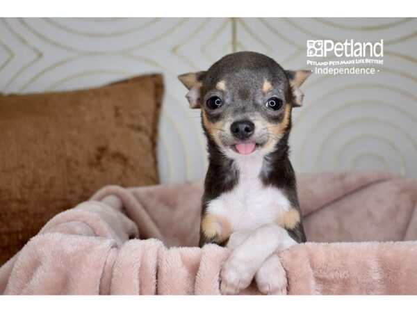 Chihuahua-Dog-Male-Blue Tri-5850-Petland Independence, Missouri