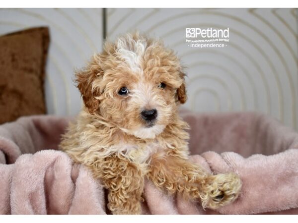 Maltipoo Dog Male Apricot 5848 Petland Independence, Missouri