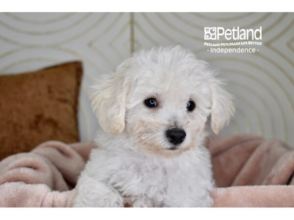 Bichon Frise-Dog-Female-White-5852-Petland Independence, Missouri