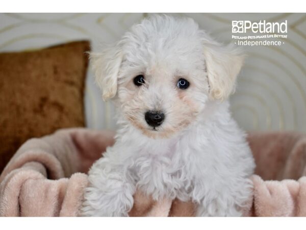 Bichon Frise Dog Male White 5851 Petland Independence, Missouri