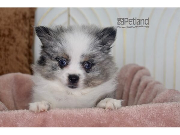 Pomeranian-Dog-Female-Merle Parti-949-Petland Independence, Missouri