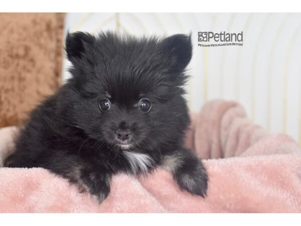 Pomeranian Dog Female Black 948 Petland Independence, Missouri