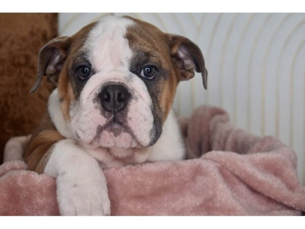 English Bulldog Dog Female Blue Fawn 943 Petland Independence, Missouri