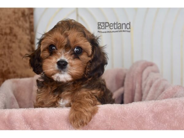 Cavapoo Dog Female Sable 946 Petland Independence, Missouri