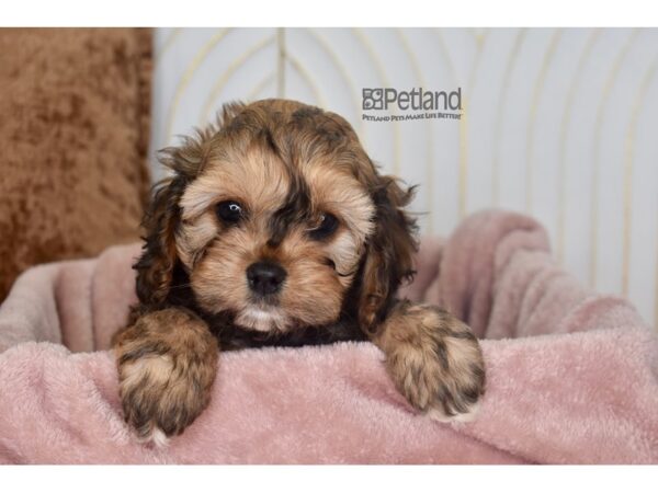 Cavapoo Dog Male Sable 945 Petland Independence, Missouri