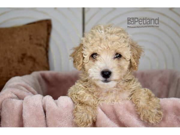 Maltipoo-Dog-Male-Apricot-953-Petland Independence & Lee's Summit, MO