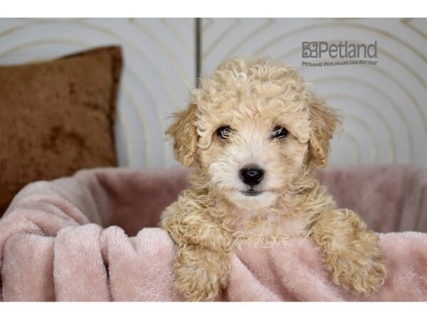 Maltipoo-Dog-Male-Apricot-953-Petland Independence, Missouri