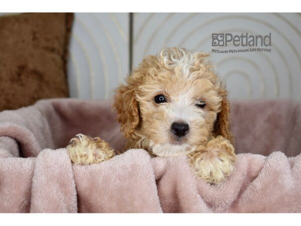 Maltipoo Dog Female Apricot 954 Petland Independence, Missouri