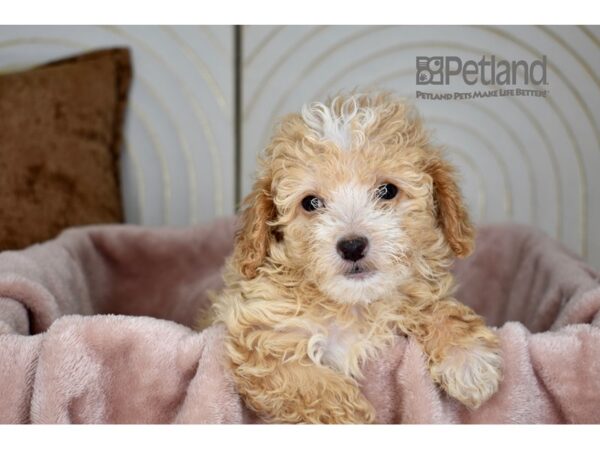 Maltipoo-Dog-Male-Apricot-952-Petland Independence, Missouri