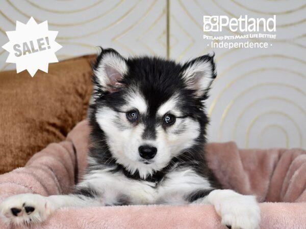 Alaskan Klee Kai Dog Female Black & White 5735 Petland Independence, Missouri