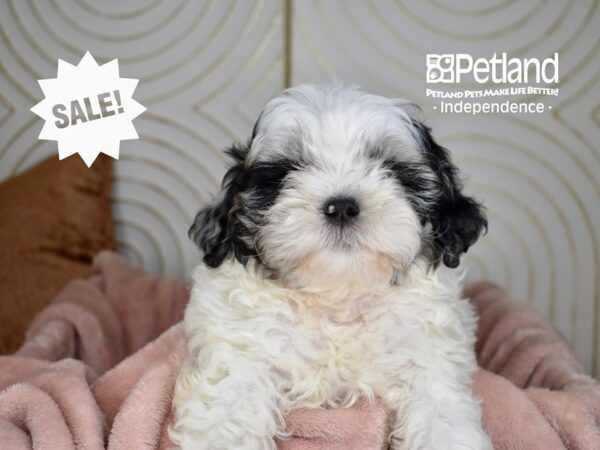 Shihpoo Dog Male Blue Merle Parti 5736 Petland Independence, Missouri