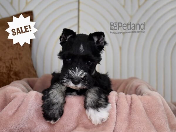 Miniature Schnauzer Dog Male Black & White 883 Petland Independence, Missouri