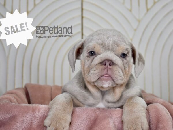 English Bulldog Dog Female Lilac Merle 900 Petland Independence, Missouri