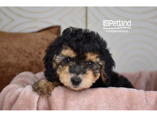 Miniature Goldendoodle 2nd Gen Dog Female Black & Tan 5858 Petland Independence, Missouri