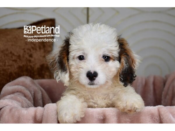 Miniature Bernedoodle 2nd Gen-Dog-Female-Apricot-5864-Petland Independence, Missouri