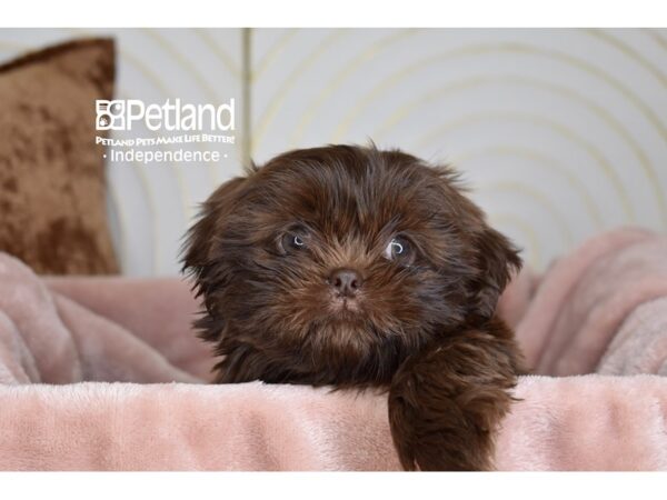 Shih Tzu Dog Female Chocolate 5861 Petland Independence, Missouri