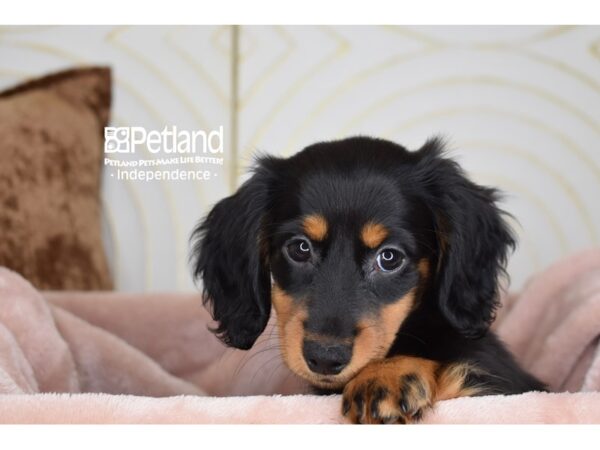 Dachshund Dog Female Black & Tan, Long Haired 5854 Petland Independence, Missouri