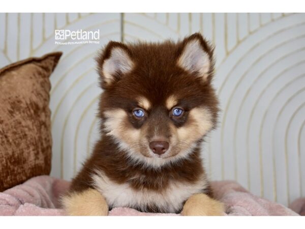 Pomsky-Dog-Female-Chocolate & Tan-965-Petland Independence & Lee's Summit, MO