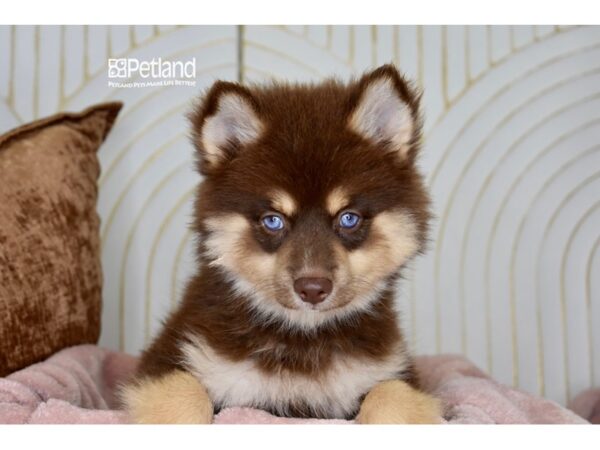 Pomsky Dog Female Chocolate & Tan 965 Petland Independence, Missouri