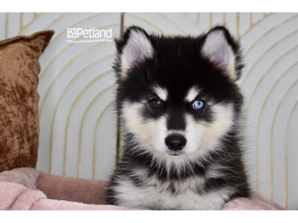 Pomsky-Dog-Female-Black & Tan-964-Petland Independence & Lee's Summit, MO