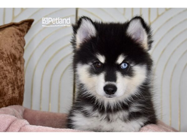 Pomsky Dog Female Black & Tan 964 Petland Independence, Missouri