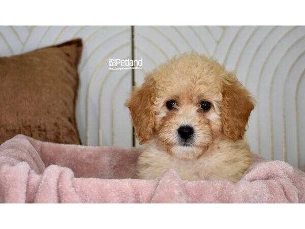 Miniature Bernedoodle 2nd Gen-Dog-Female-Apricot-962-Petland Independence, Missouri