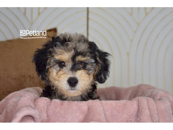 Miniature Goldendoodle 2nd Gen-Dog-Male-Blue Merle-957-Petland Independence & Lee's Summit, MO