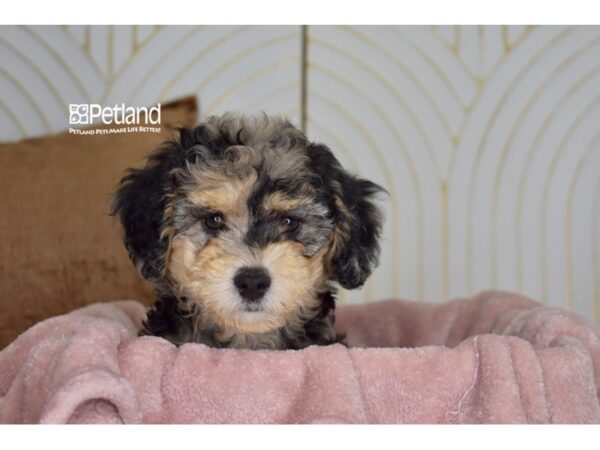 Miniature Goldendoodle 2nd Gen Dog Male Blue Merle 957 Petland Independence, Missouri