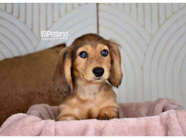 Dachshund Dog Male Red, Long Haired 956 Petland Independence, Missouri