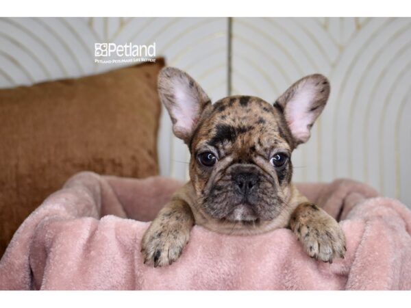 French Bulldog-Dog-Male-Chocolate Merle-967-Petland Independence & Lee's Summit, MO