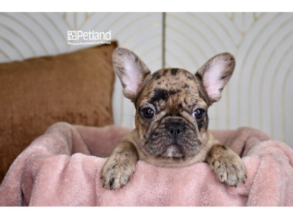 French Bulldog-Dog-Male-Chocolate Merle-967-Petland Independence, Missouri