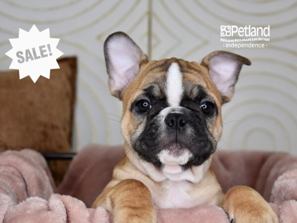 French Bulldog-Dog-Male-Fawn-5752-Petland Independence & Lee's Summit, MO