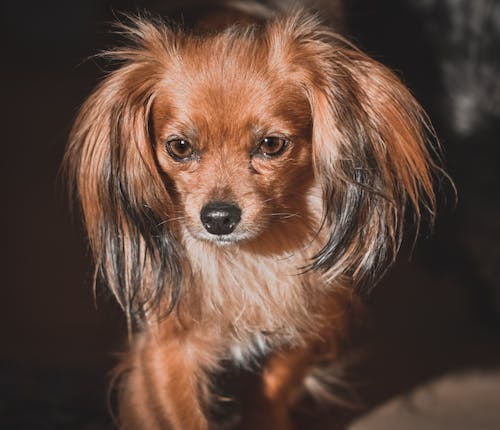 Meet The Two Of The Newest Dog Breed Recognized By The American Kennel Club (AKC)