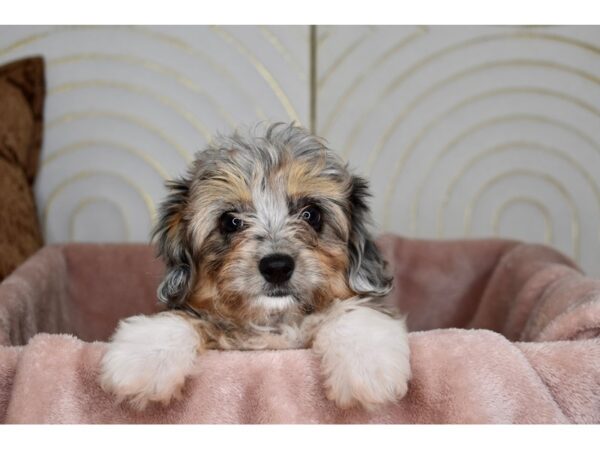 Miniature Aussiedoodle Dog Female Chocolate Merle 5756 Petland Independence, Missouri