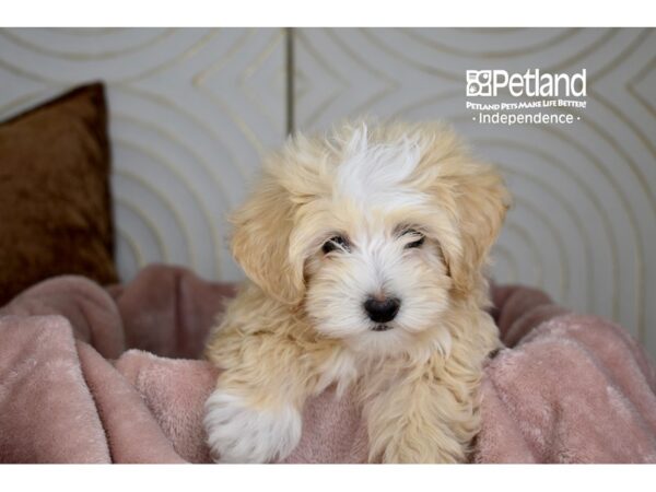 Poodle Dog Male Cream 5774 Petland Independence, Missouri