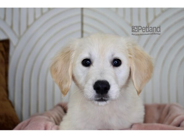 Golden Retriever-Dog-Female-Golden-910-Petland Independence & Lee's Summit, MO