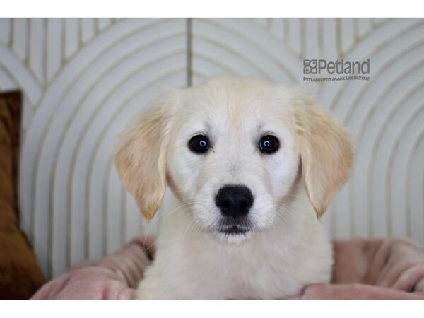 Golden Retriever Dog Female Golden 910 Petland Independence, Missouri