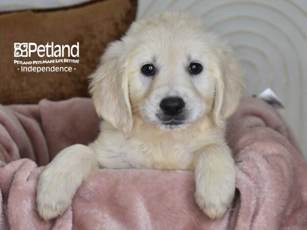 Golden Retriever Dog Female Light Golden 5828 Petland Independence, Missouri